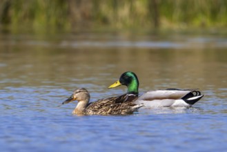 Mallard pair, wild duck couple (Anas platyrhynchos), male and female swimming in pond in spring