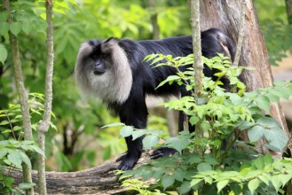 Bearded monkey, Wanderu, (Macaca silenus), adult, on tree trunk, alert, India, Asia