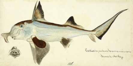 Australian ghostshark, Callorhinchus milii, a species of the genus of the plough-nosed chimaeras,