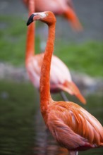 American or Caribbean Flamingo (Phoenicopterus ruber ruber), adult bird, found in the Caribbean and