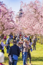 People walking under pink blossoming cherry trees, cherry blossom garden, Schwetzingen Palace,