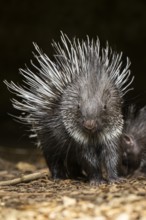 Old World porcupines (Hystrix cristata), youngster, Germany, Europe