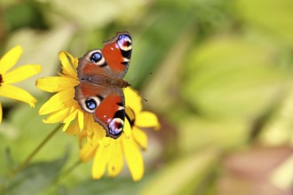 A peacock butterfly (Inachis io) on a yellow coneflower (Echinacea paradoxa), close-up, macro shot,
