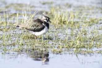 Lapwing (Vanellus vanellus), Lower Saxony, Germany, Europe