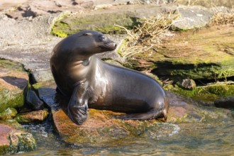California sea lion (Zalophus californianus), at the shore of the sea, captive, Germany, Europe