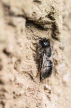 Common narrow bee (Lasioglossum calceatum), Emsland, Lower Saxony, Germany, Europe