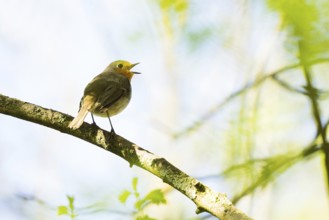 A robin (Erithacus rubecula) sits singing on a branch surrounded by green leaves, Hesse, Germany,