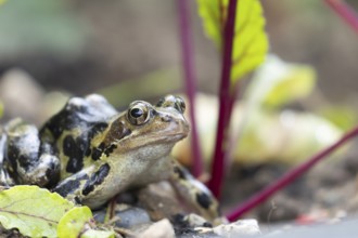 Common frog (Rana temporaria) adult amphibian on a garden vegetable bed with Beetroot in the