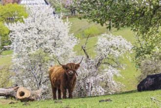 Highland cattle in the Beuren open-air museum on the Swabian Alb. This breed of domestic cattle is