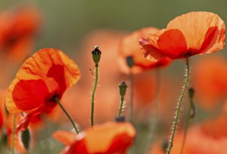 Corn poppy