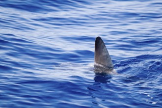Sunfish fin coming out water as a shark metaphor blue sea