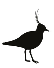 Northern lapwing (Vanellus vanellus), illustration black