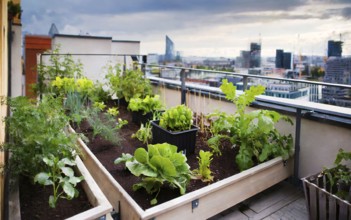 Urban gardening, growing vegetables in a rooftop garden on a high-rise building in the city, AI
