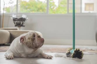 Bulldog dog looking at dirt from the ground, sweeping dog hairs from the floor