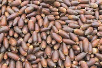 Argan nuts in Morocco, background