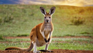 KI generated, animal, animals, mammal, mammals, biotope, habitat, one, individual, foraging,