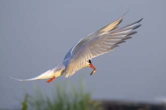 An Arctic tern (Sterna paradisaea) in flight holding a small fish in its beak, Eidersperrwerk,