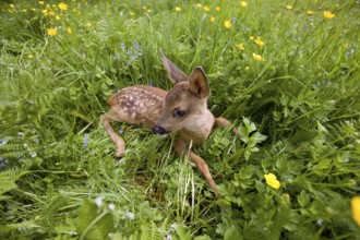 Roe Deer (capreolus capreolus), Foan laying with Flowers, Normandy