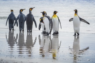 King penguins (Aptenodytes patagonicus), on the beach, Volunteer Point, Falkland Islands, Great