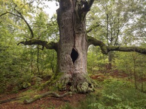 Chimney oak (Quercus), about 400 years old oak in the primeval forest Sababurg, estate district