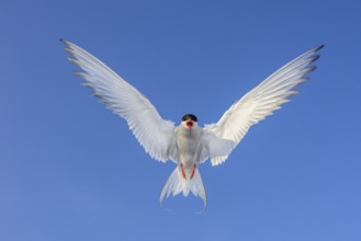 An Arctic Arctic Tern (Sterna paradisaea) with outspread wings flying in front of a clear blue sky,
