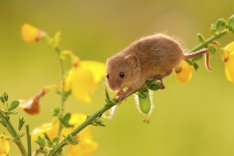 Eurasian harvest mouse (Micromys minutus), climbing, broom, Rhineland-Palatinate, Germany, Europe