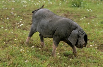 Meishan pig (Sus scrofa f. domestica) Chinese masked pig