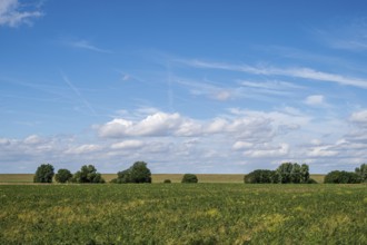 Wide field under blue sky with fluffy clouds, radiates peace, Dollart, Leer, East Frisia