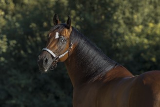 Quarter Horse gelding with show halter in portrait, Austria, Europe