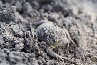 Common spadefoot (Pelobates fuscus), burrows in sandy soil at the edge of the spawning water, North