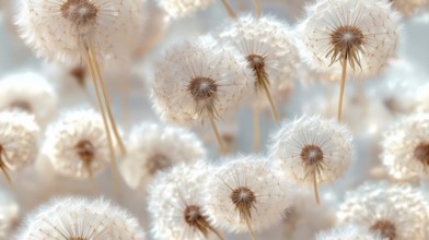 A cluster of white dandelions in soft focus, giving a delicate and airy feel, AI generated