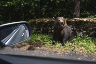 A wildlife bear (Ursus arctos) by the road in Romania