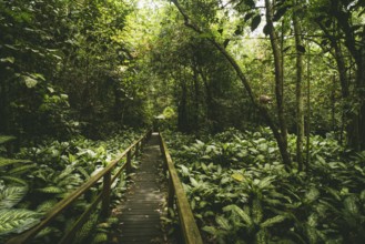 A wooden walkway winds through the dense jungle, surrounded by lush greenery, Sukau Cave, Borneo,