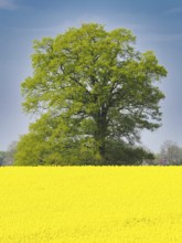 Rape field in spring, behind it a single tree, Lower Rhine, North Rhine-Westphalia, Germany, Europe