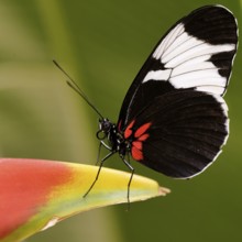 Heliconius sapho on hanging lobster-claw (Heliconia rostrata)