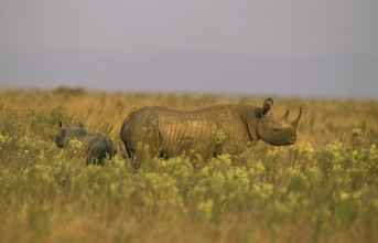 Black Rhinoceros (diceros bicornis), Female with Calf, Masai Mara Park in Kenya