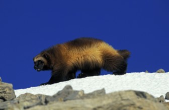 North American Wolverine (gulo gulo) luscus, Adult standing on Snow, Canada, North America