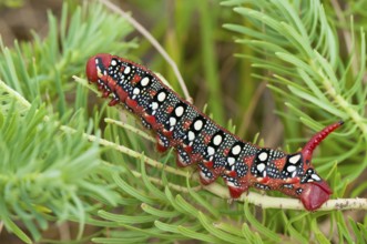 Spurge hawk moth (Hyles euphorbiae) caterpillar, Bavaria, Germany, Europe