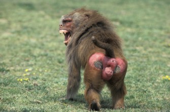 HAMADRYAS BABOON (papio hamadryas), MALE THREAT DISPLAYING