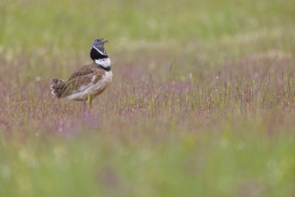 Little bustard (Tetrax tetrax) Outarde canepetière, Sisón Común, Hides De Calera / Great Bustard,