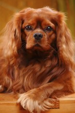 Cavalier King Charles Spaniel, male, ruby red
