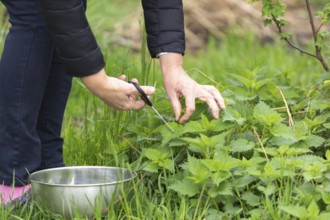 Woman gathers nettle at spring garden for healthy detoxify soup and tea
