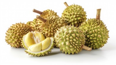 Multiple durians with spiky shells and split open to display creamy yellow flesh, on white