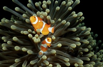 Orange skunk clownfish, Amphiprion ocellaris, Indonesia, Wakatobi Dive Resort, Sulawesi, Indian