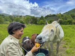Happy Woman Hand Giving an Apple to a White Horse in Switzerland