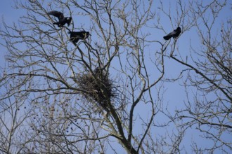 Rook (Corvus frugilegus), crow colony, plane tree avenue, Heilbronn, Neckar bank, Neckar, Neckar