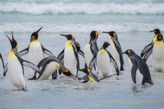 King penguins (Aptenodytes patagonicus), on the beach, Volunteer Point, Falkland Islands, Great