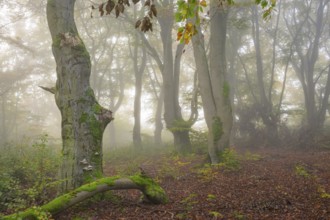 Mystical forest scene with misty trees and autumnal foliage, Hutewald Halloh, Hesse, Germany,