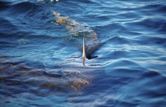Lemon Shark at the surface, Shark fin, Negaprion brevirostris, Bahamas, Atlantic Ocean, Central