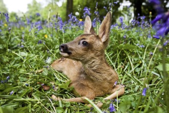 Roe Deer (capreolus capreolus), Fawn laying in Flowers, Normandy